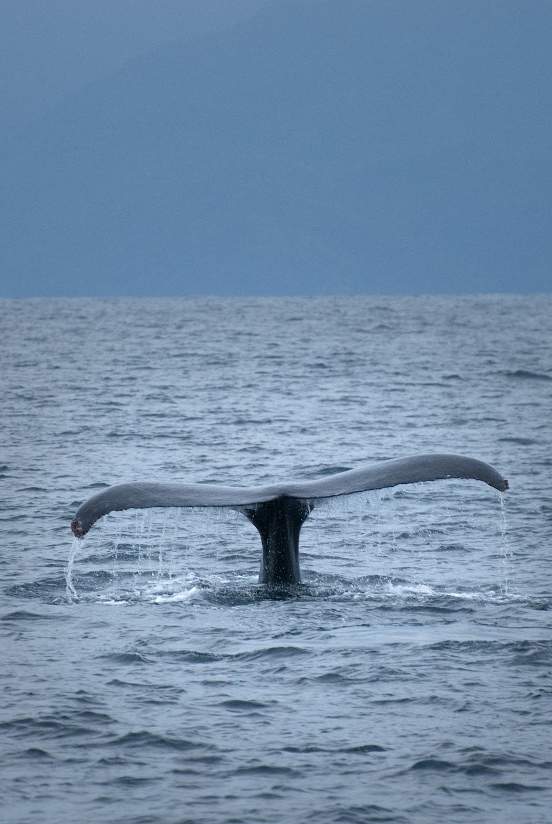 Tail of a diving humpback whale
