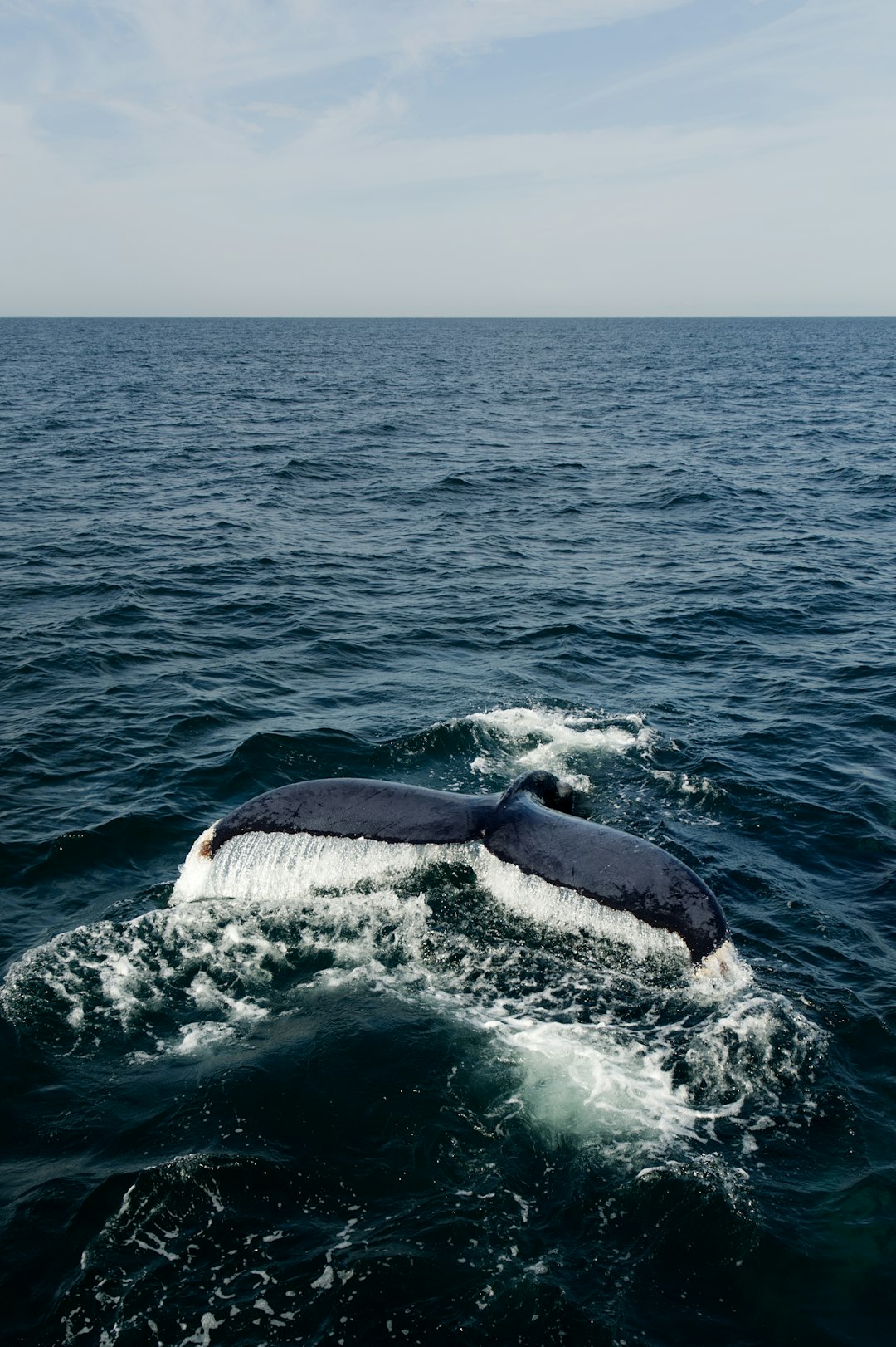 Tail of a diving humpback whale